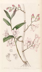 Dendrobium aduncum - Miss Drake
